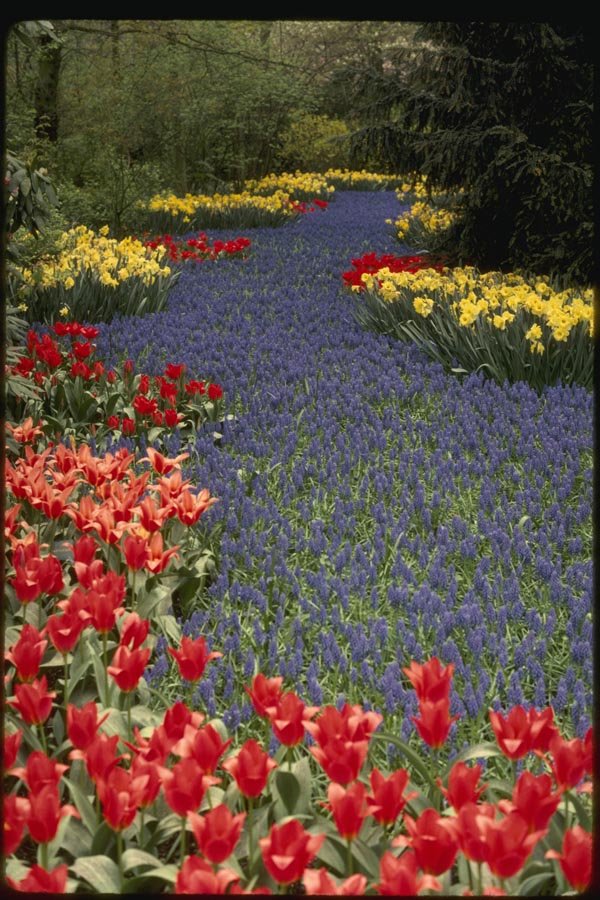 140038 Display At Lisse A4 Photo Print
