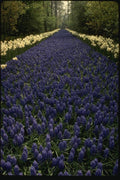 140041 Flower Display A4 Photo Print