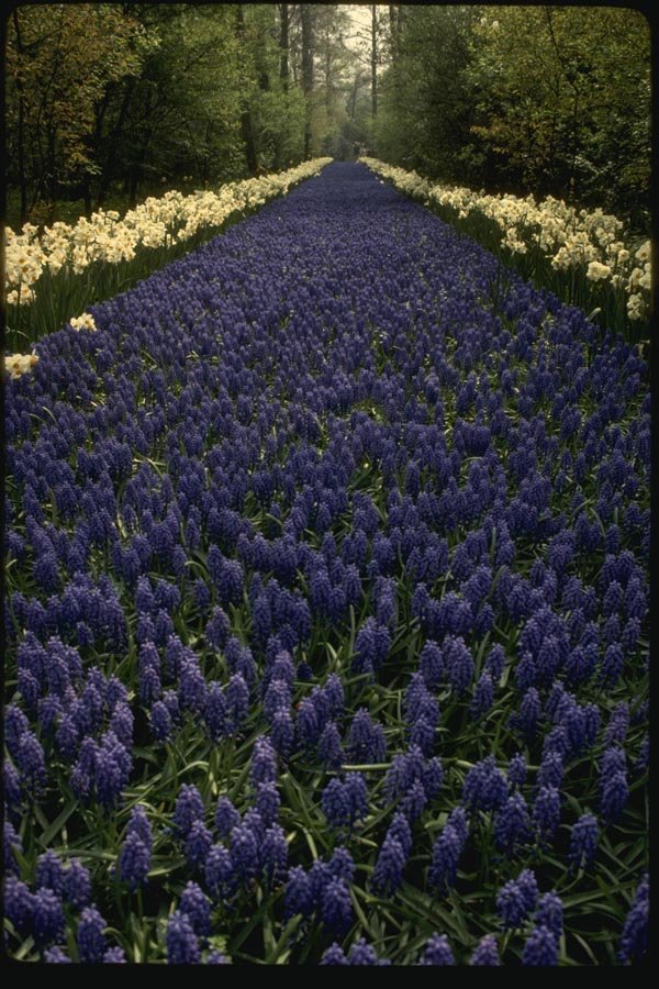 140041 Flower Display A4 Photo Print