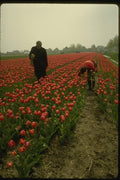 140047 Removing Odd Colored Tulips A4 Photo Print