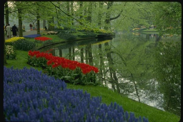 140055 Keukenhof Display A4 Photo Print
