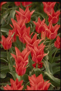 140065 Harlequin Tulip A4 Photo Print