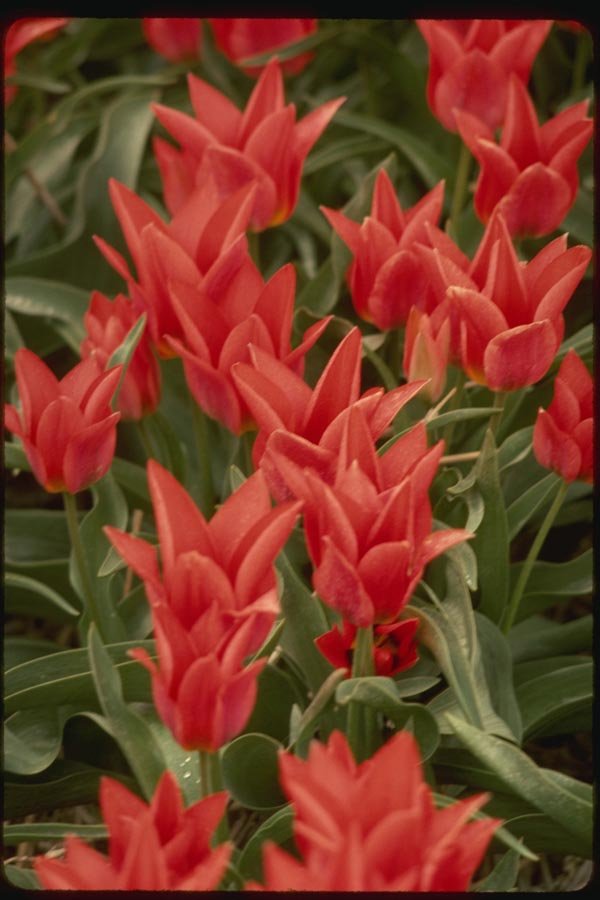 140065 Harlequin Tulip A4 Photo Print
