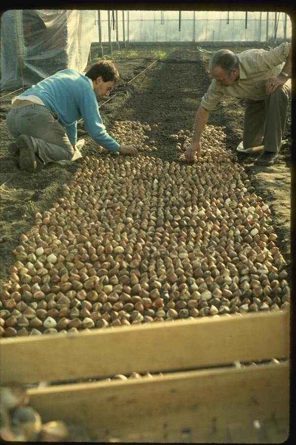 140071 Planting The Dutch Bulbs A4 Photo Print