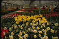 140073 Greenhouse With Various Flowers A4 Photo Print