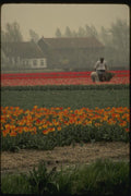 140079 Bulb Cultivation A4 Photo Print