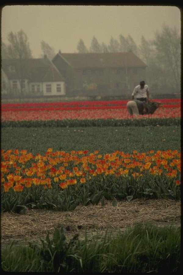 140079 Bulb Cultivation A4 Photo Print