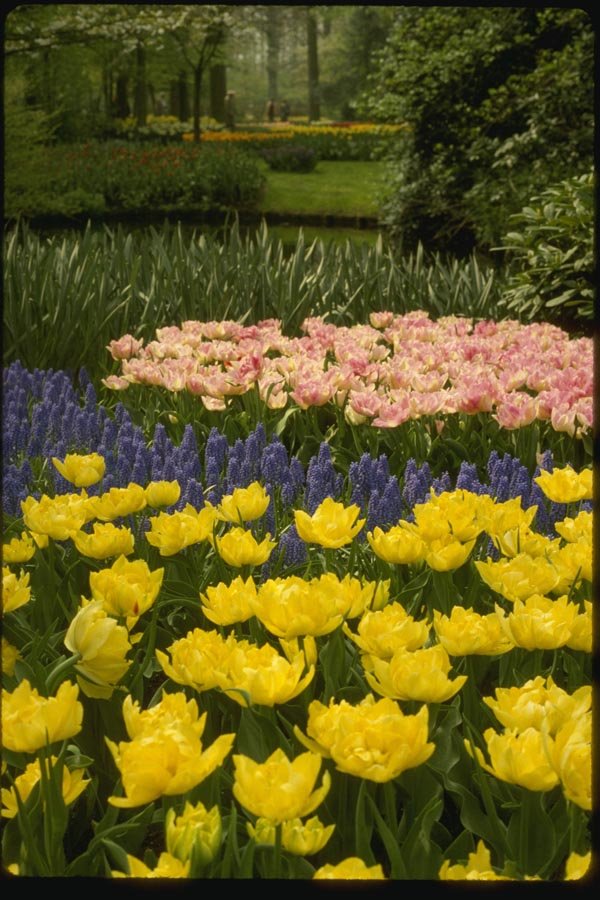 140082 Flower Display A4 Photo Print