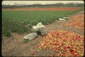 140086 Discarded Tulip Heads A4 Photo Print