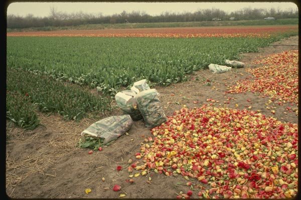 140086 Discarded Tulip Heads A4 Photo Print