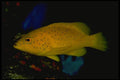 141000 Yellow Coney A4 Photo Print