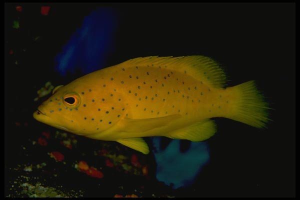 141000 Yellow Coney A4 Photo Print