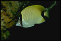 141001 Reef Butterfly Fish A4 Photo Print