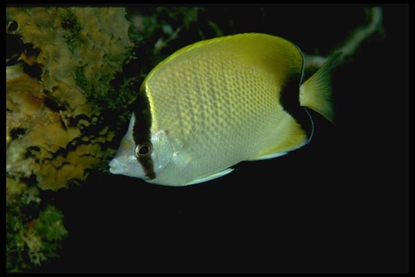 141001 Reef Butterfly Fish A4 Photo Print