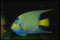 141004 Queen Angelfish A4 Photo Print
