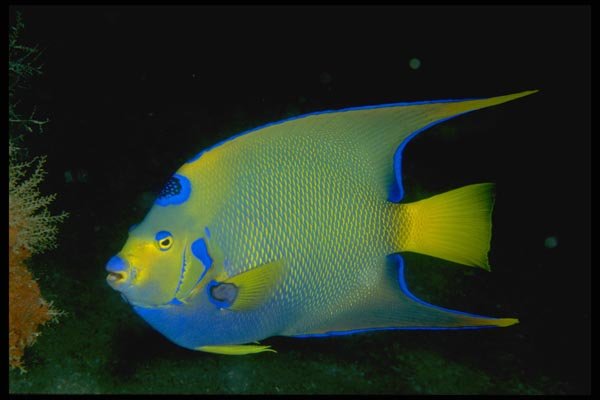 141004 Queen Angelfish A4 Photo Print