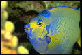 141005 Queen Angelfish Face A4 Photo Print