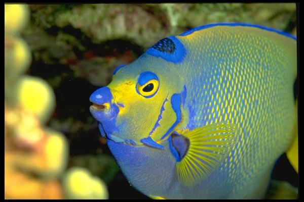 141005 Queen Angelfish Face A4 Photo Print