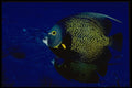 141006 French Angelfish A4 Photo Print