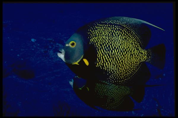 141006 French Angelfish A4 Photo Print