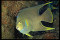 141007 Blue Angelfish A4 Photo Print