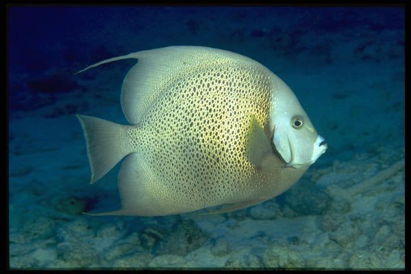 141008 Gray Angelfish A4 Photo Print
