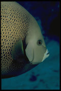 141009 Gray Angelfish Face A4 Photo Print