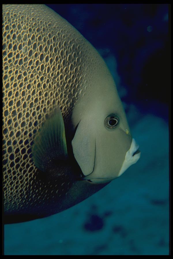 141009 Gray Angelfish Face A4 Photo Print