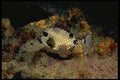 141010 Smooth Trunkfish A4 Photo Print