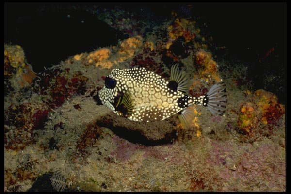 141010 Smooth Trunkfish A4 Photo Print