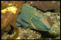 141011 Stoplight Parrotfish A4 Photo Print