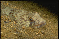 141012 Lizard Fish (also Called Sand Diver) A4 Photo Print