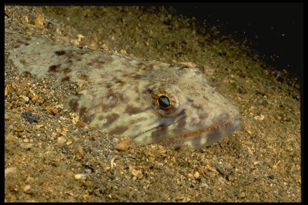 141012 Lizard Fish (also Called Sand Diver) A4 Photo Print