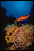141013 Rock Hind And Anemone A4 Photo Print