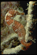141014 Orange Sea Horse A4 Photo Print
