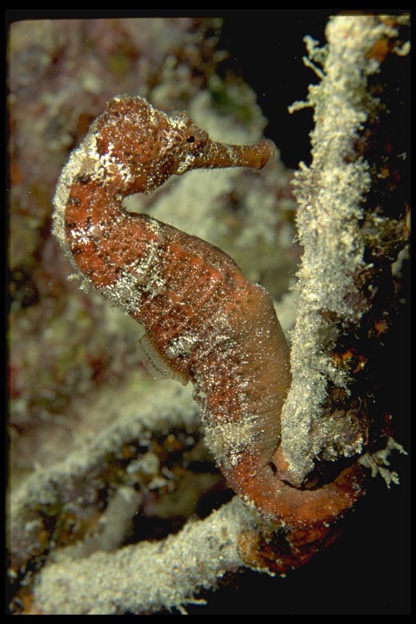 141014 Orange Sea Horse A4 Photo Print