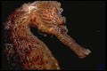 141015 Brown Sea Horse A4 Photo Print