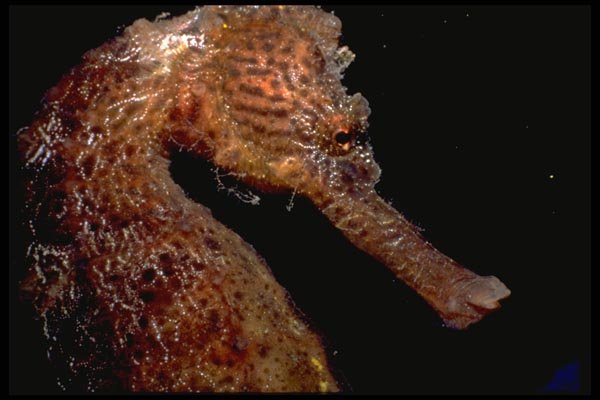 141015 Brown Sea Horse A4 Photo Print