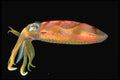 141017 Atlantic Oval Squid A4 Photo Print