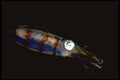 141018 Atlantic Oval Squid A4 Photo Print