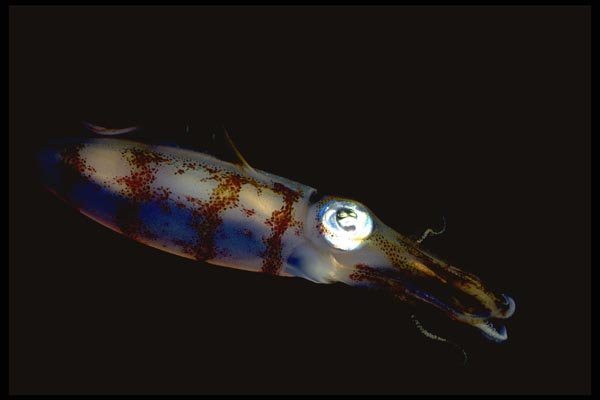 141018 Atlantic Oval Squid A4 Photo Print