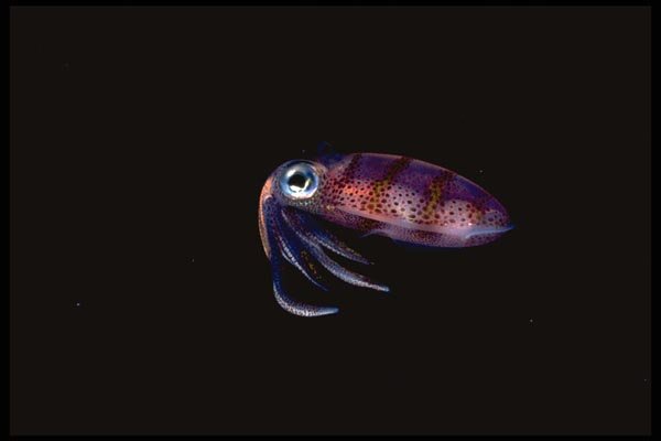 141019 Atlantic Oval Squid A4 Photo Print