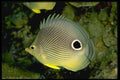 141020 Four Eyed Butterfly Fish A4 Photo Print