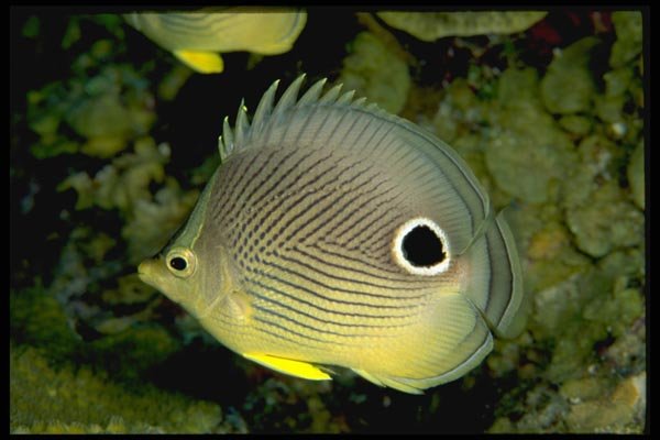 141020 Four Eyed Butterfly Fish A4 Photo Print