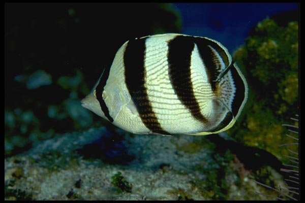 141021 Banded Butterfly Fish A4 Photo Print