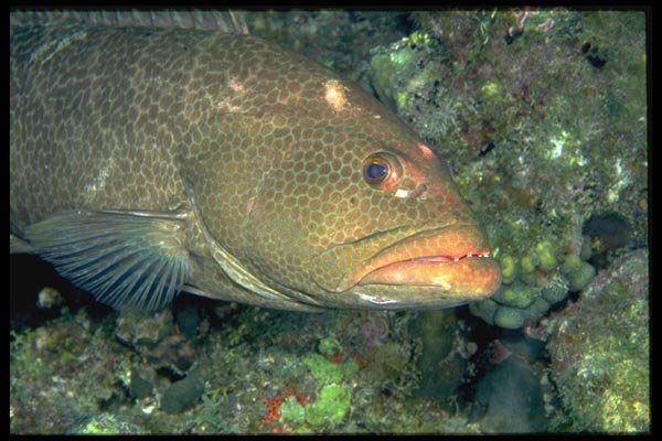 141022 Tiger Grouper A4 Photo Print