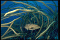 141023 Tiger Grouper And Sea Plume A4 Photo Print
