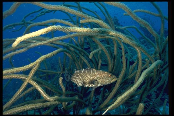 141023 Tiger Grouper And Sea Plume A4 Photo Print