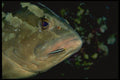 141025 Nassau Grouper A4 Photo Print