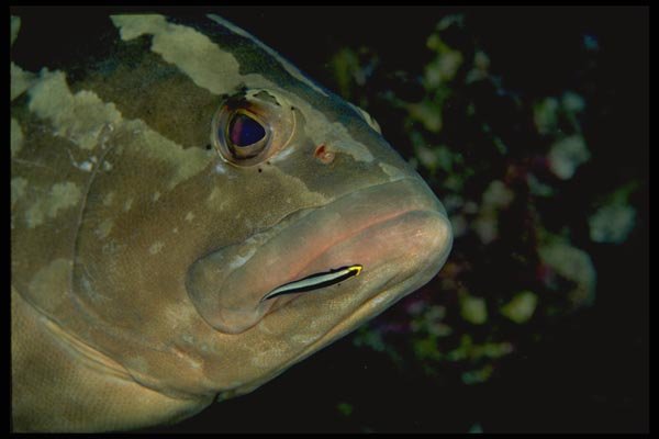 141025 Nassau Grouper A4 Photo Print